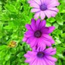 Jennifer Natacha Andrade Linz